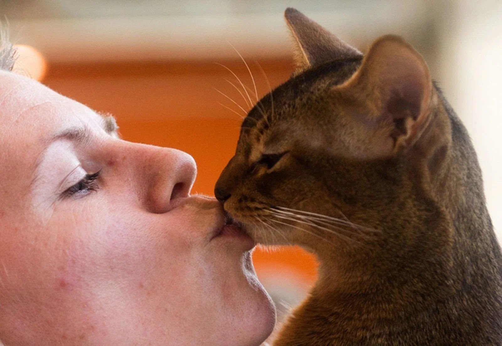 Как правильно лизать русское. Кот целует. Кошки любовь. Кошка и хозяин. Кошачий поцелуй.