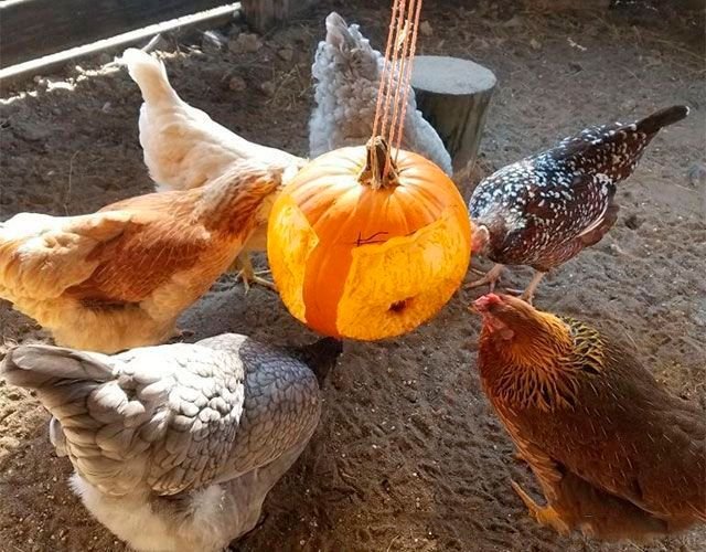 тыкву курам можно. тыква сибель. ，декоративная тыква курочки. тыква на рынке. тыква для кур.