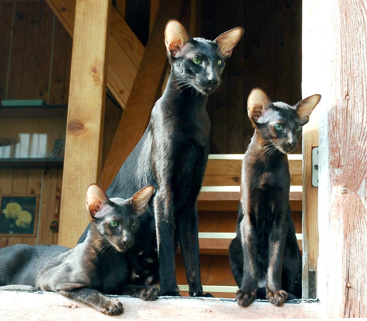 Фото ориентальных котов и кошек