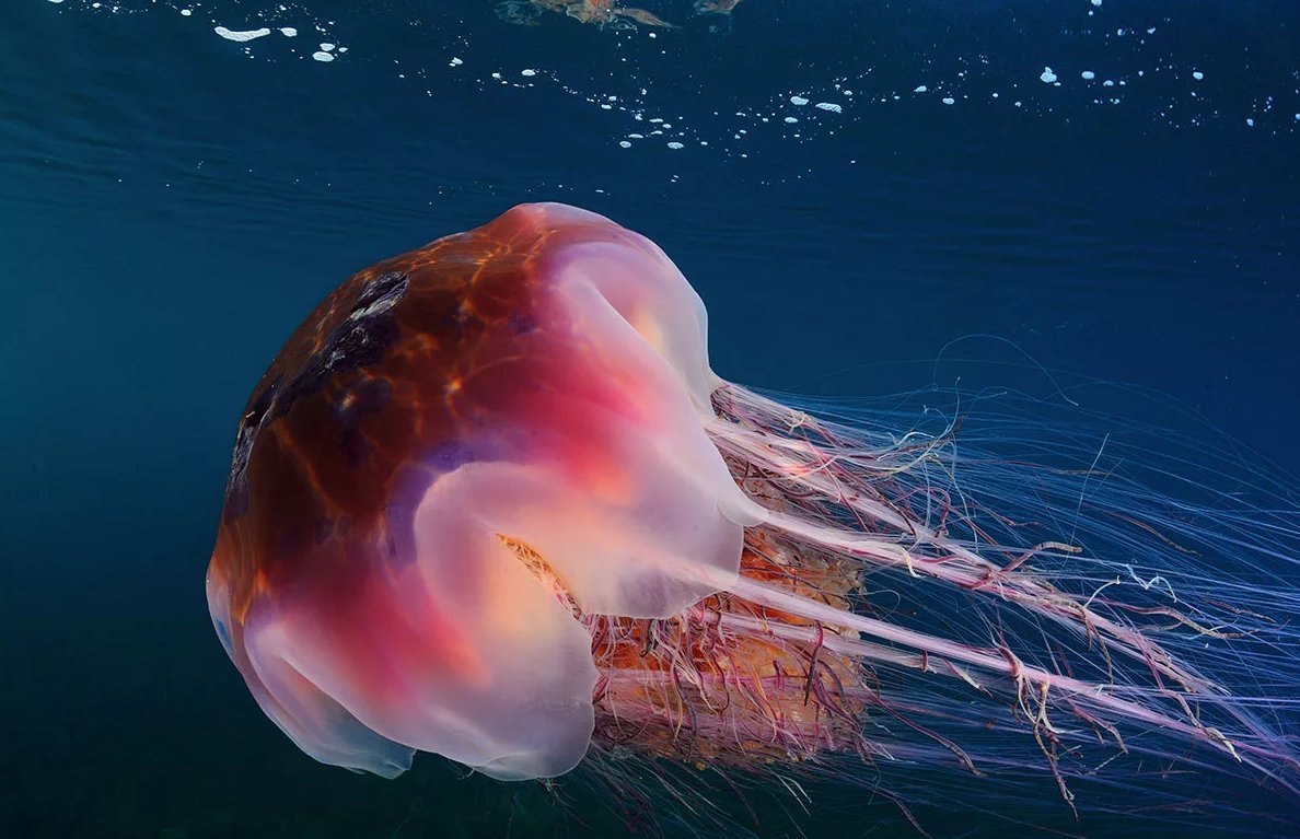 Медузы ледовитого океана. Полярная медуза цианея. Арктическая медуза цианея. Медуза волосистая цианея. Медуза цианея гигантская.