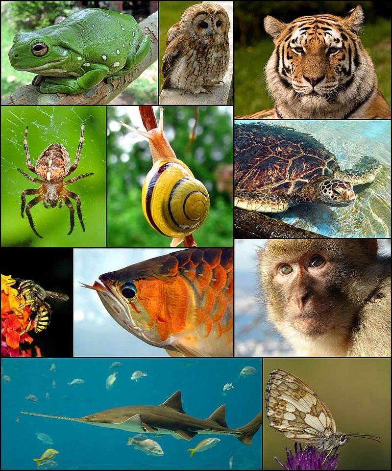 Названия живых существ. Разнообразие животных. Живые существа. Разнообразный животный мир. Многообразие видов животных.