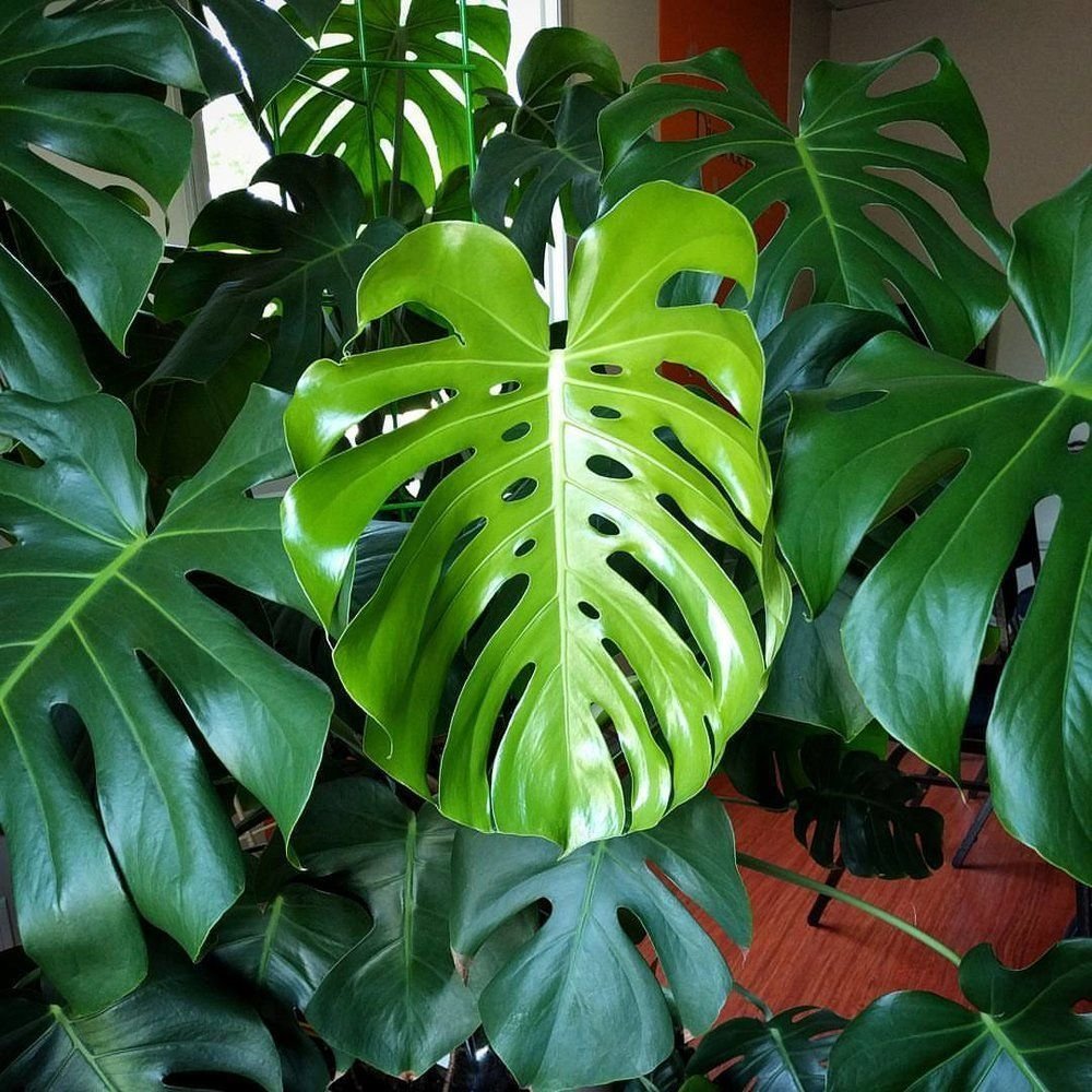 Монстера Делициоза (Monstera deliciosa)