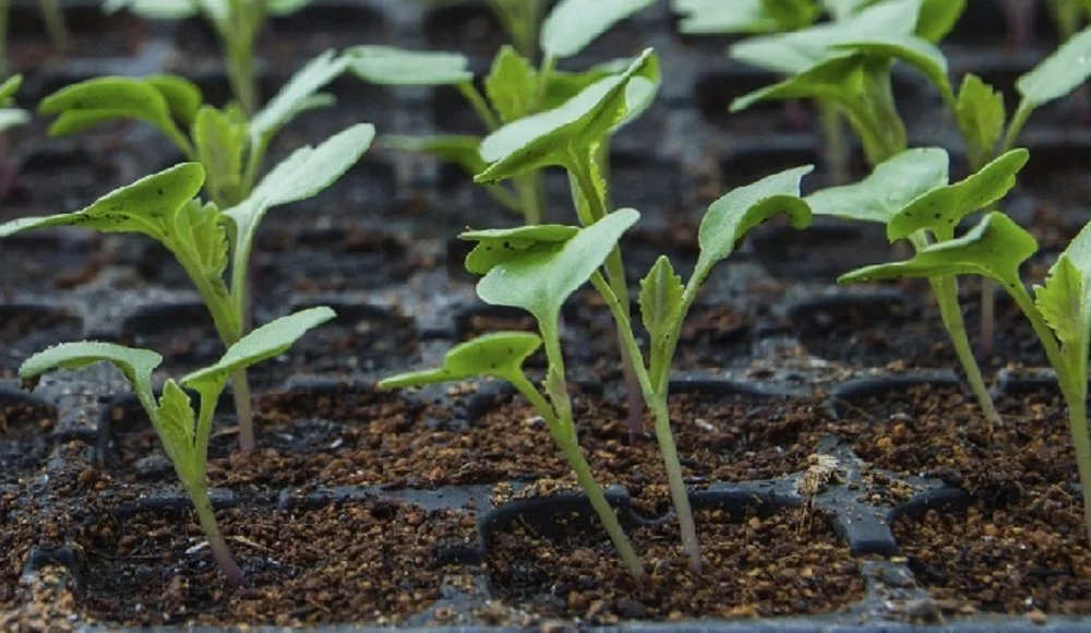 Как выглядит рассада капусты брокколи фото выращивание