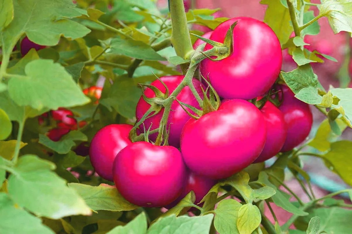 Новые сорта и гибриды. Сибирские томаты для теплиц высокоурожайные сорта. Томат тепличный крупноплодный. Сорт помидоров Пикуль.
