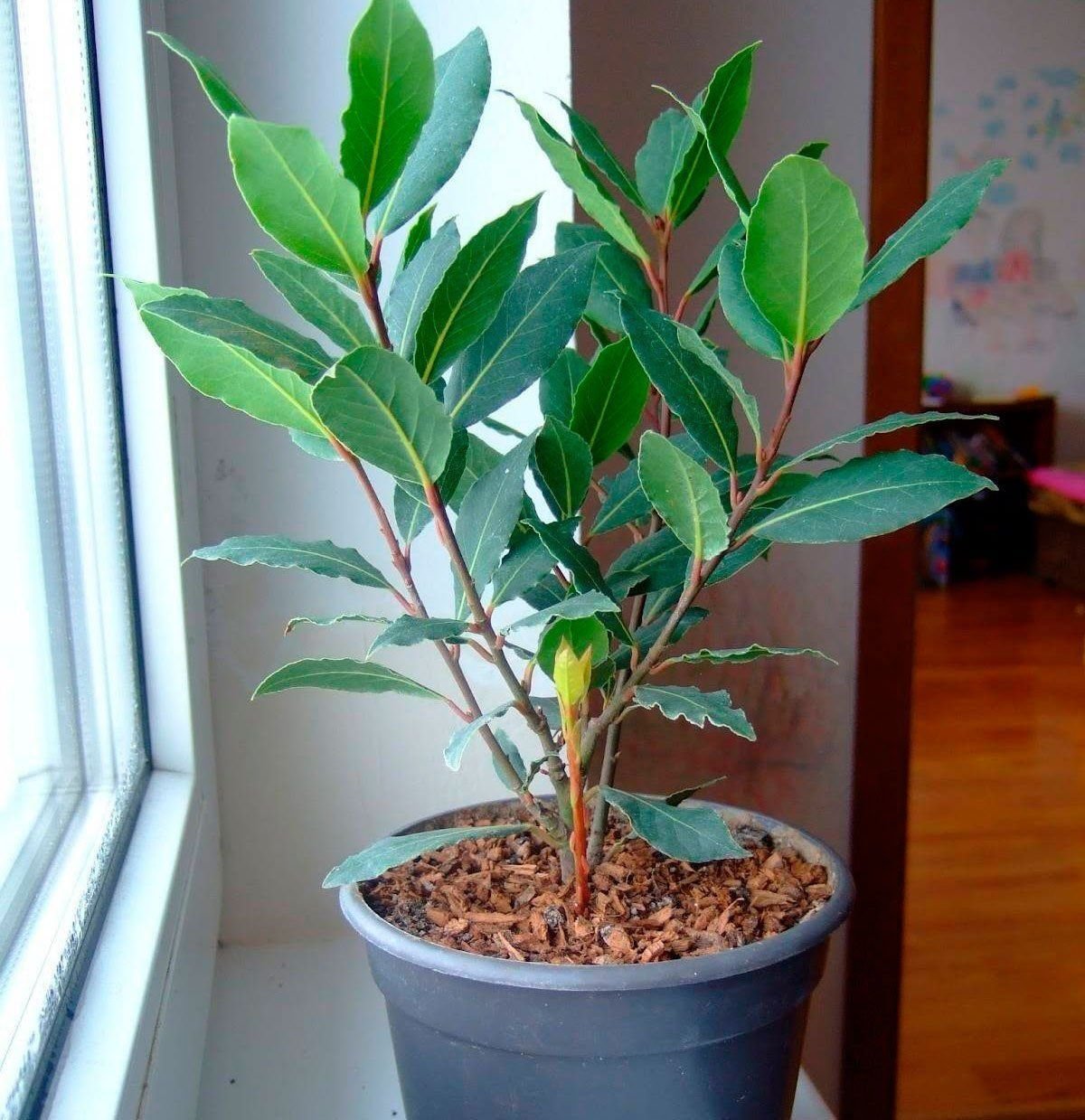 Laurus nobilis листья. Где растет лавровый лист. Лавр лаурус нобилис. Лавр благородный (láurus nóbilis). Лавр благородный (laurus nobilis).