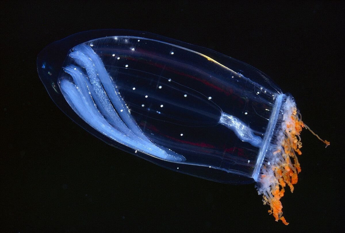 Биолюминесцентная медуза