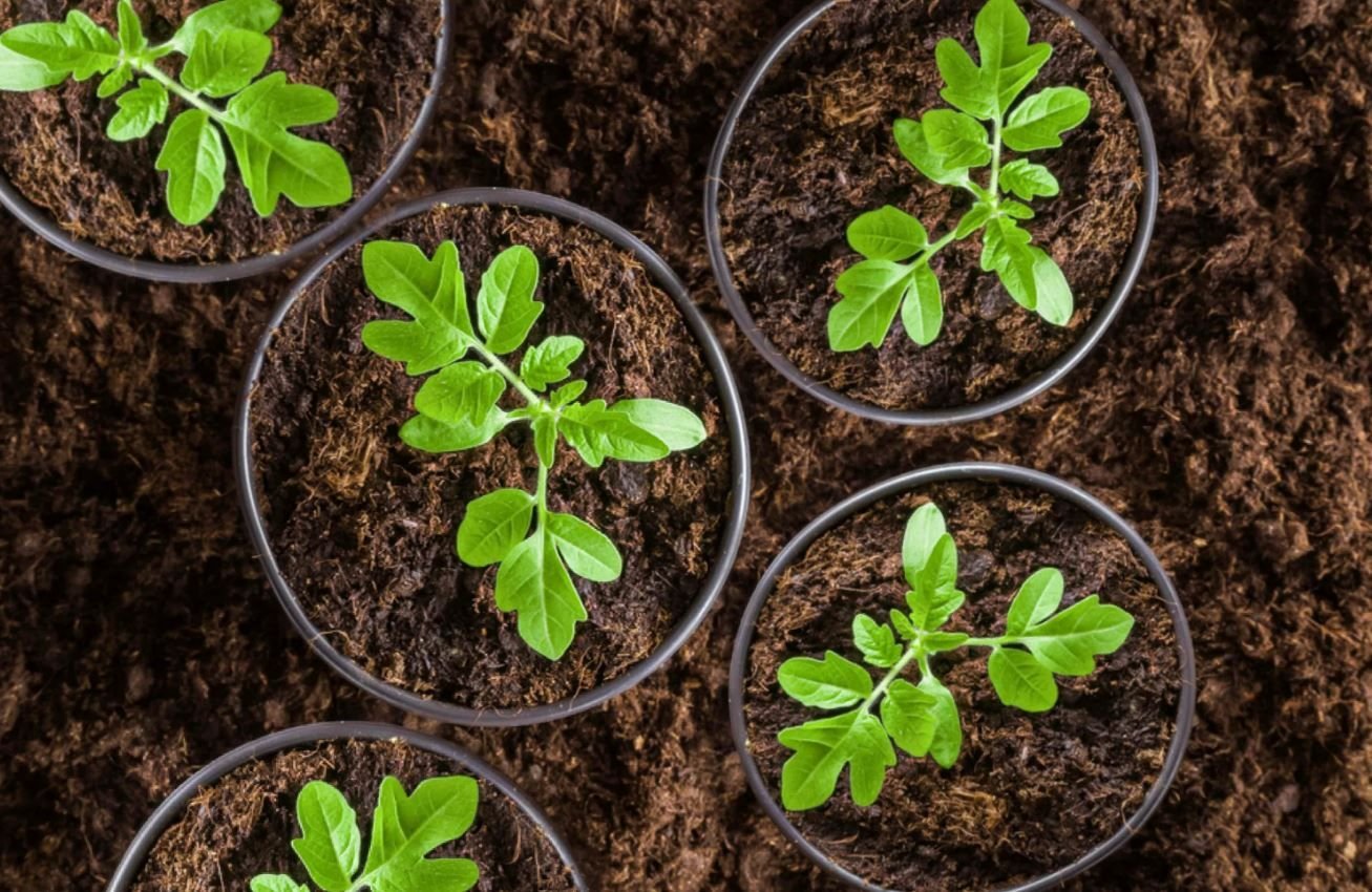 семена для рассады. пикирование рассады помидор. когда сажать петунию на рассаду в 2022. помидоры на рассаду в феврале 2024. помидорная рассада.