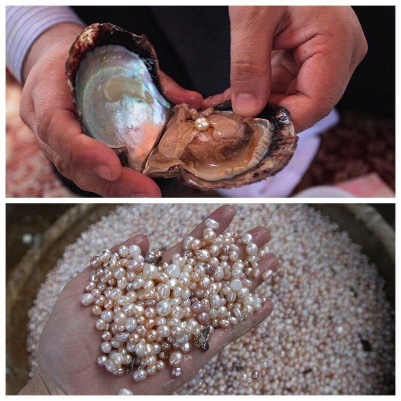 Европейская жемчужница. Морская жемчужница моллюск. Раковина моллюска жемчужницы. Как отличить настоящий жемчуг. Жемчужная ферма микимото.