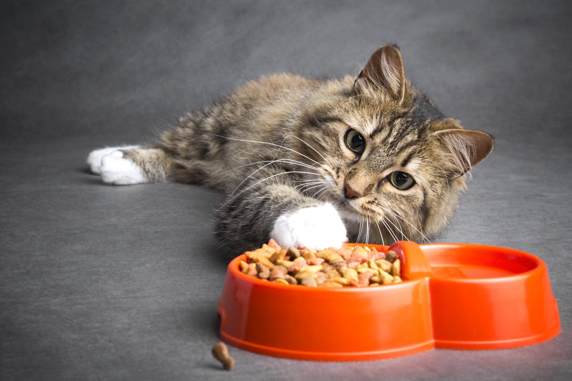 Миска для кота. Корм для кошек. Кошка кушает. Еда для кошек.