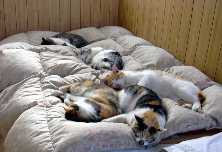 Несколько ночей не сплю. Много котов на кровати. Коты в кровати. Кровать для кошки.