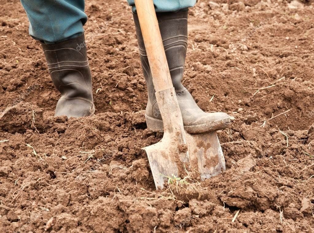 Надо ли перекапывать землю. Перекопка почвы. Копать землю лопатой. Копка огорода. Копать огород.