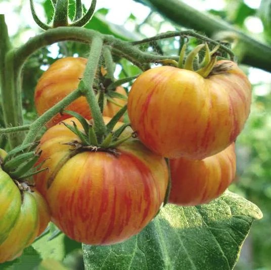 Томат трапеза влюбленных. Томат ловерс ланч. Томатов обед. Томатная диета. Томатов обед.