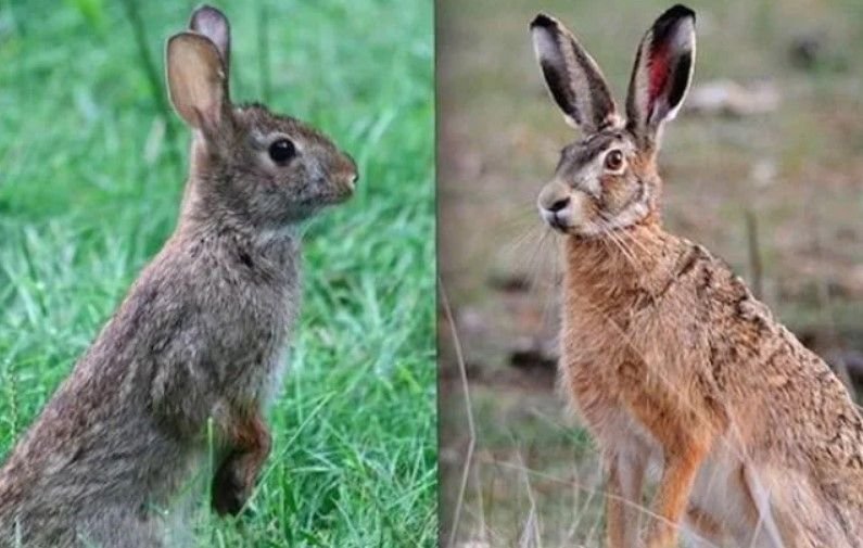 Отличия кролика от зайца фото и описание