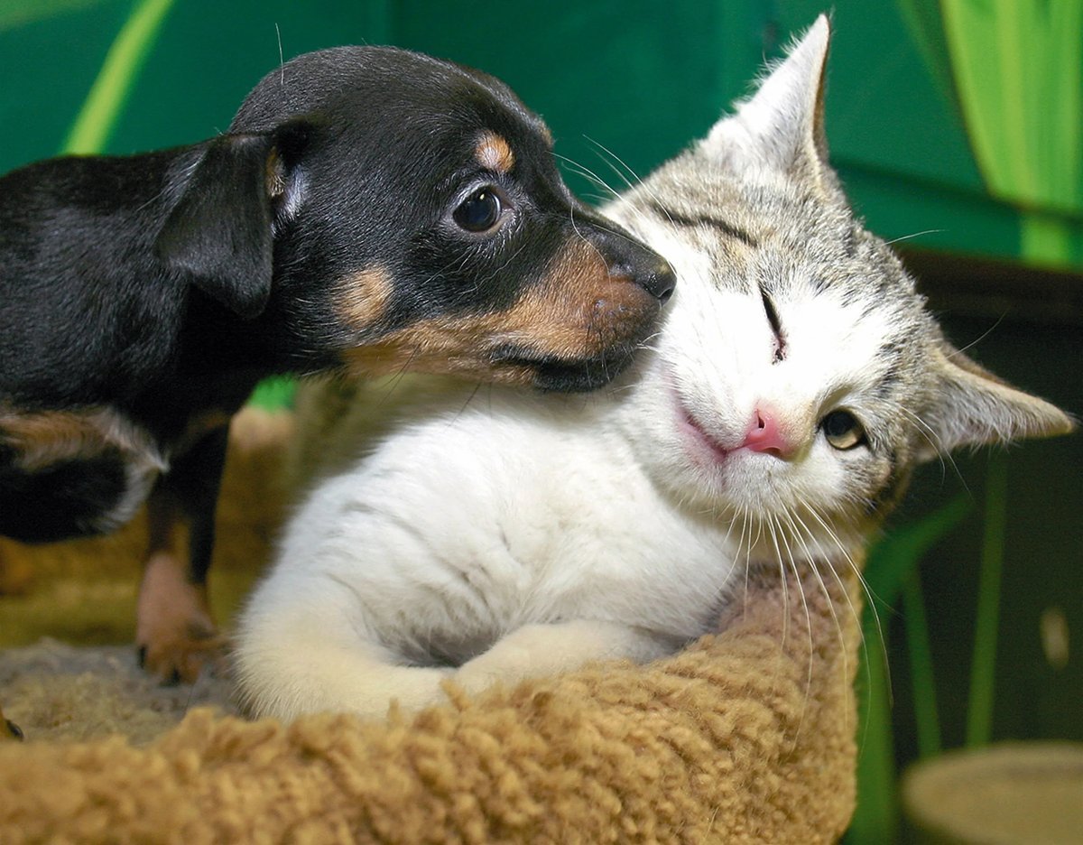 Кот и собака любовь