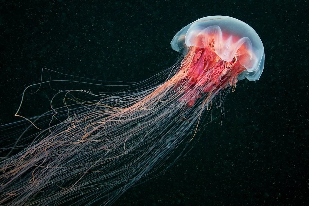 Ледовитые обитатели океана. Медуза цианея. Медуза волосистая цианея. Арктическая медуза цианея. Медуза волосистая цианея (cyanea capillata).
