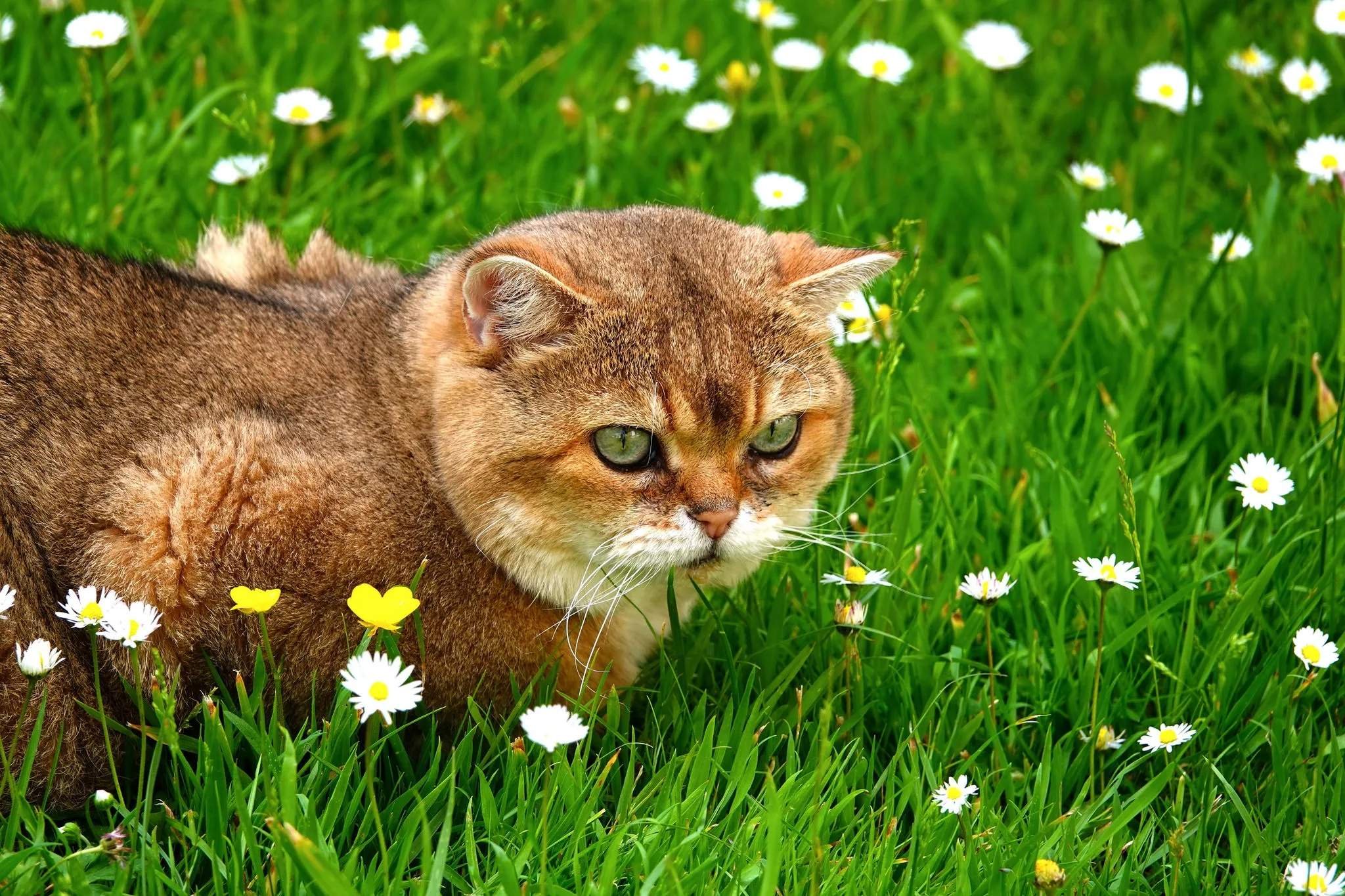 Картинки котики и лето