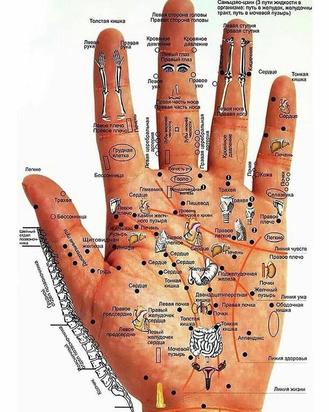 Акупунктура руки человека схема