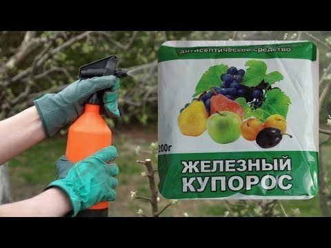Можно ли обработать деревья железным купоросом. Обработка сада осенью железным купоросом. Железный купорос. Железный купорос для обработки деревьев. Купорос для деревьев.