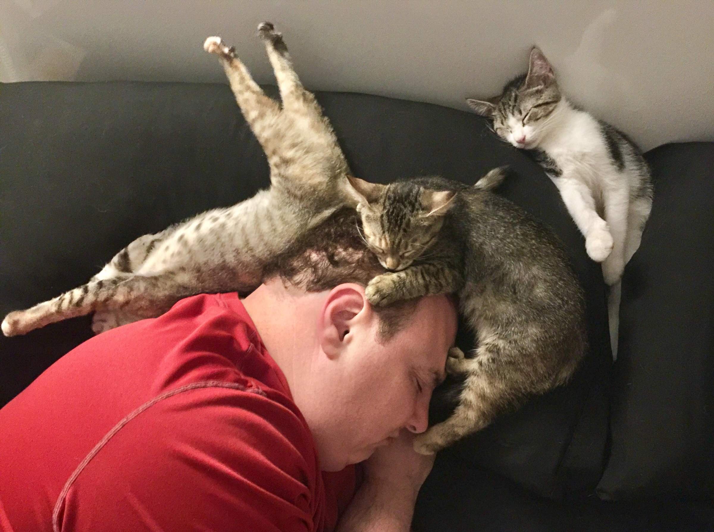 Спящие коты в смешных позах
