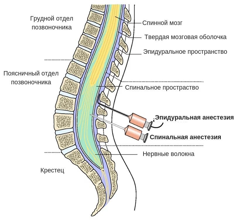 Спинно поясничный