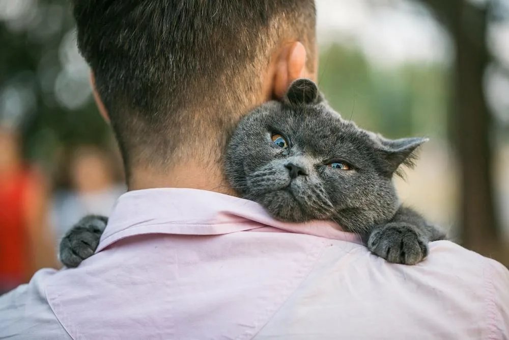 Кот сбрасывает вещи со стола