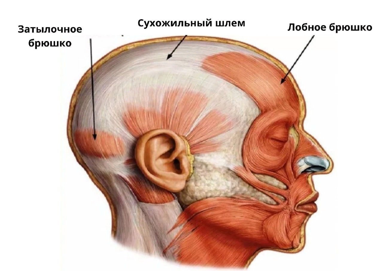 Мышцы за ухом фото расположение