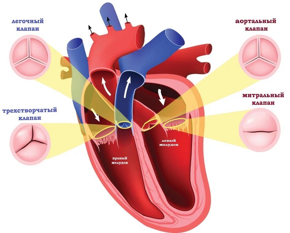 Приобретенные пороки сердца. Врожденные клапанные пороки сердца. Приобретенные пороки клапанов сердца. Приобретенные пороки сердца (ППС).