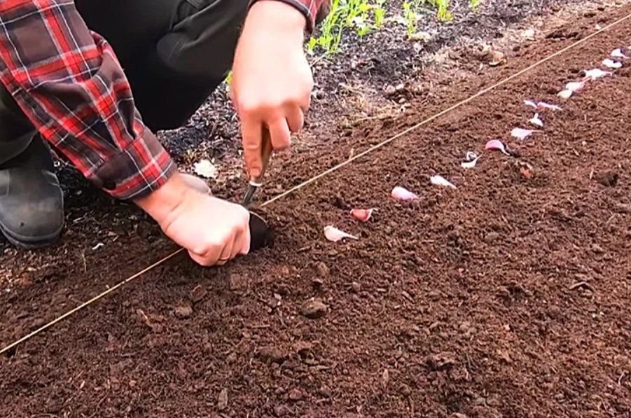 Какой число сажать чеснок. Посадка. Подзимний посев овощей. Сажаем чеснок. Посадка озимого чеснока.