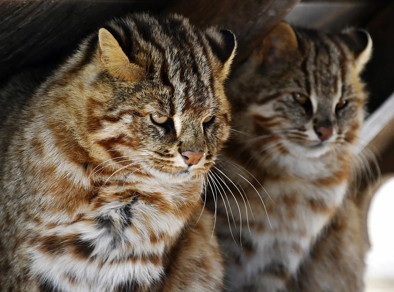 Дальневосточная кошка фото