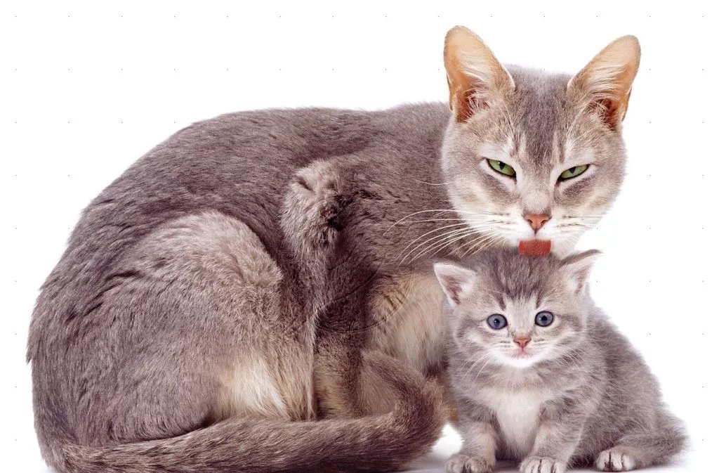 Картинка кошка с котятами