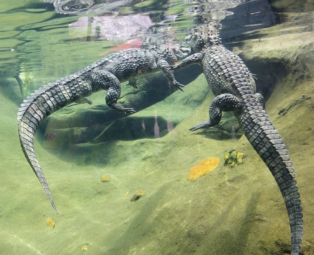 Китайский аллигатор фото