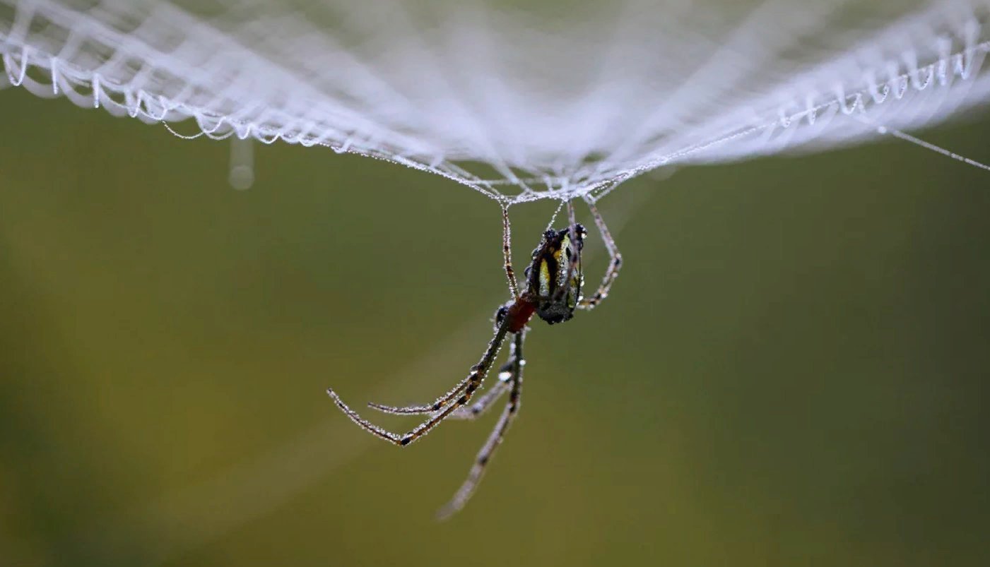 Паучок на паутинке. Паутина висит. Паук висит. Паучок висит