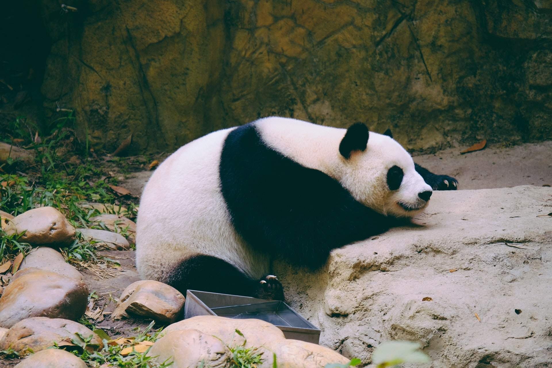 White panda. Панда Вайт. Панда живот. Современная Панда. Панда пузико.