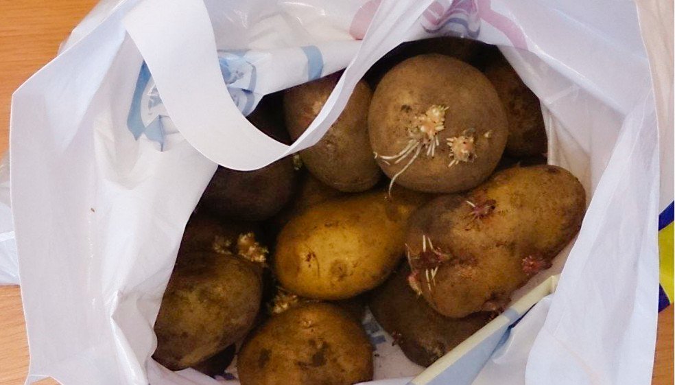 Проращивать картофель в темноте или на свету. Картошка проросла в пакете. Пакет картошки. Проращивание картошки в пакете. Картофель в целлофановом пакете.