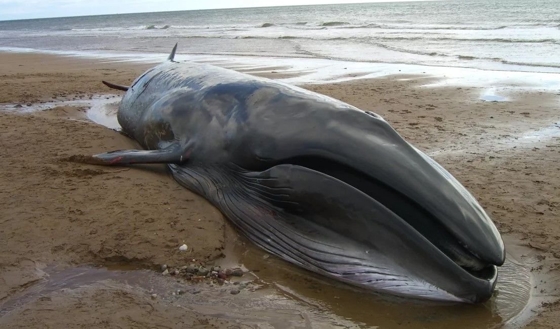 Почему дельфинов выбрасывает на берег. Сейвал кит. Киты выбрасываются на берег. Кашалот альбинос.