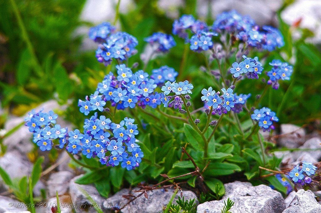 Незабудка Лесная Myosotis sylvatica