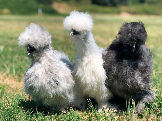 Китайская шелковая курица фото яйца