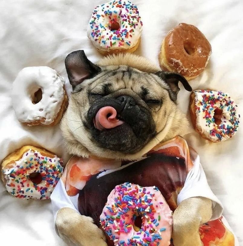 Шоколад для собак. Сладости для собак. Собака ест мороженое. Лакомства для собак. Вкусняшки для собак.