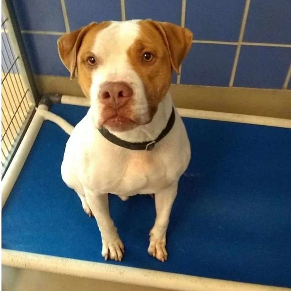 История о том, как один мужчина отдал своего пса в приют, но спустя время пришёл и забрал его обратно