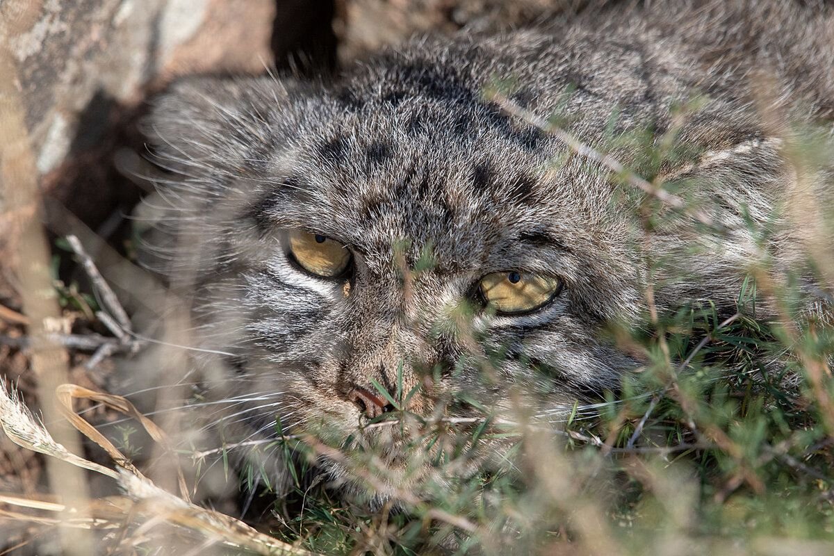 Pallas Cat, Mongolia