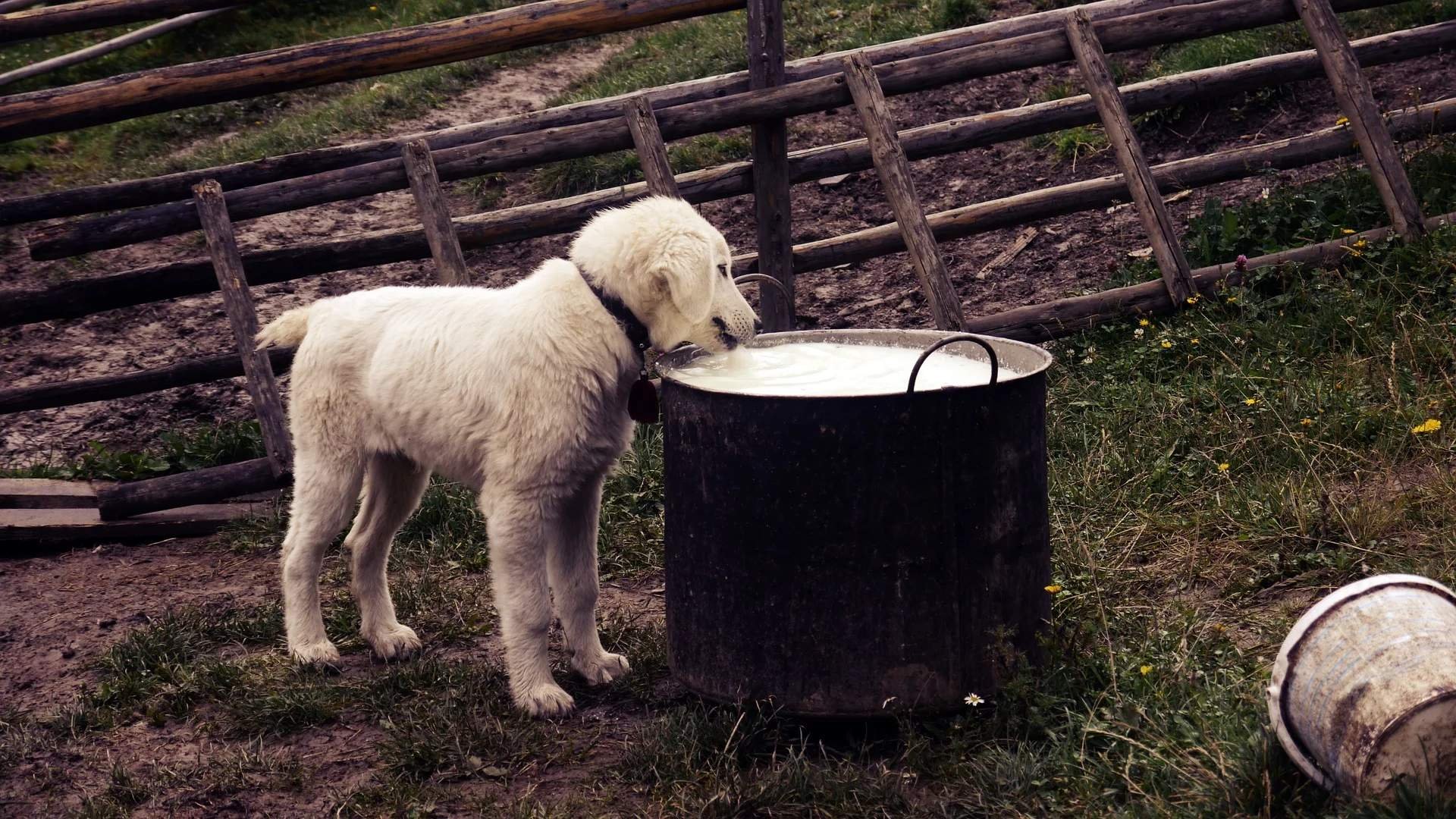 Щенок пьет молоко картинка