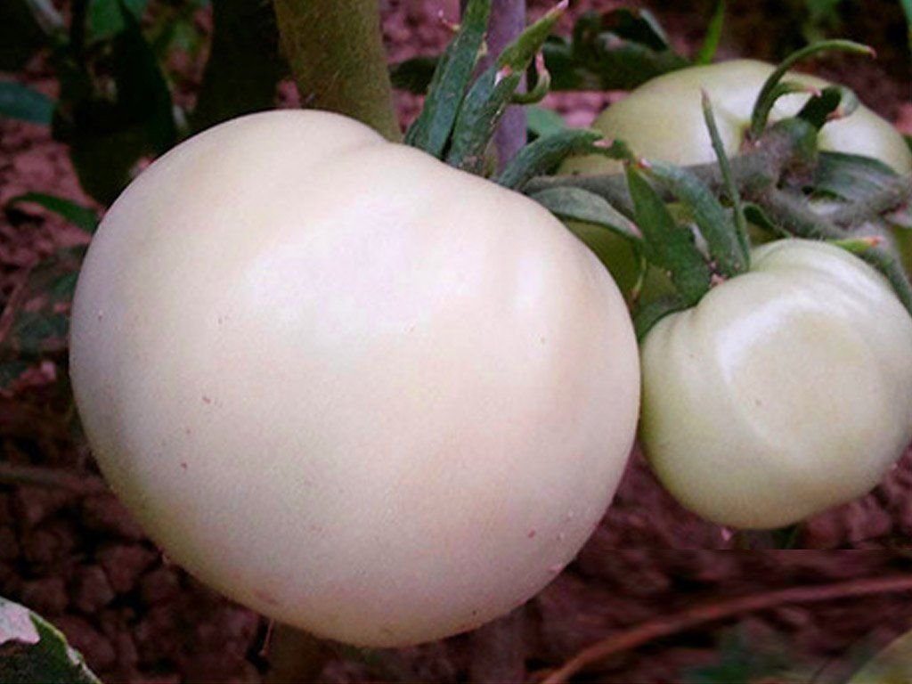 сорт томатов белый налив. томат черри белый. томат голубая ель. томат черри белая вишня. томат сибирский пируэт.