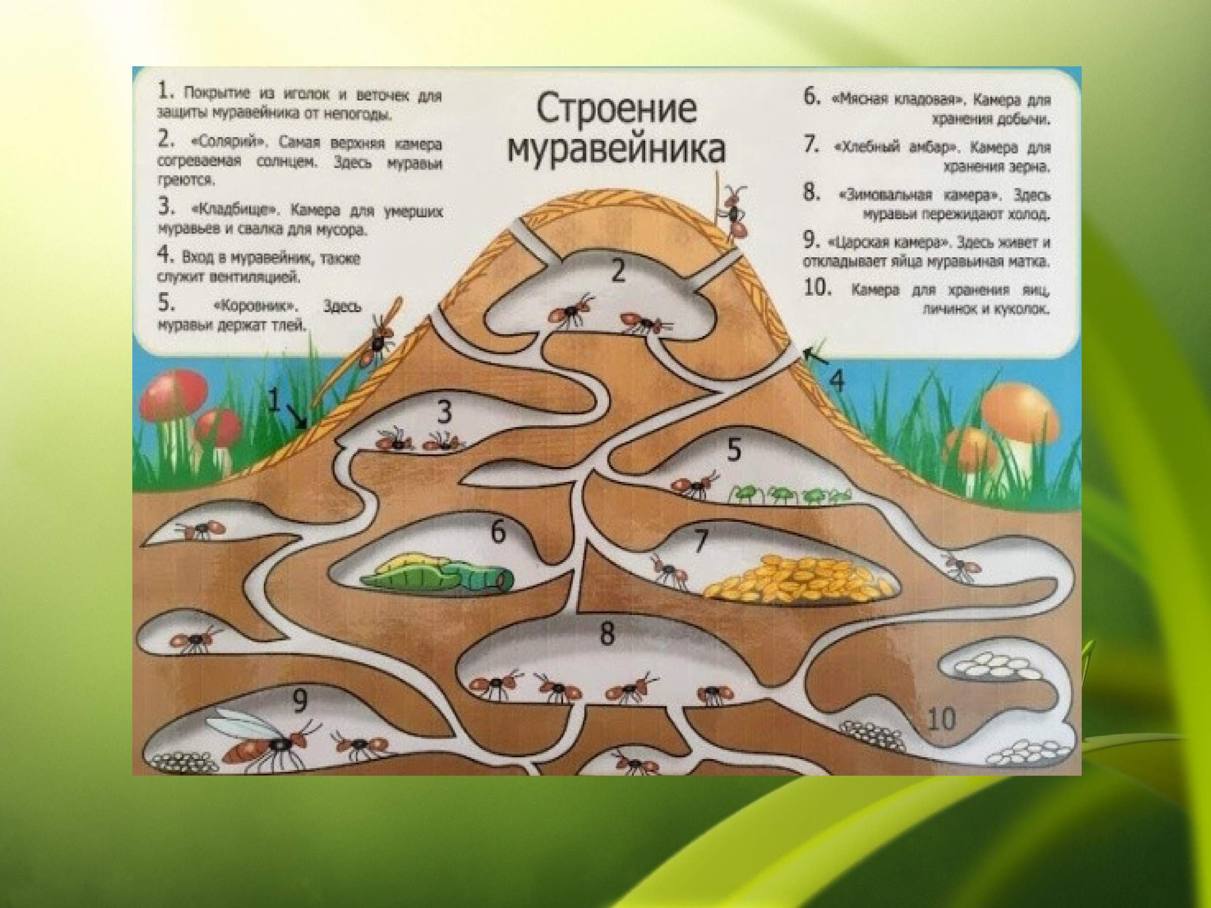 Строение муравейника лесных муравьев