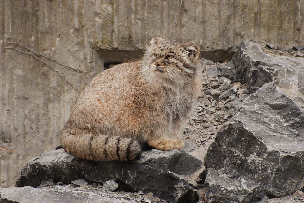 Кошка манул фото