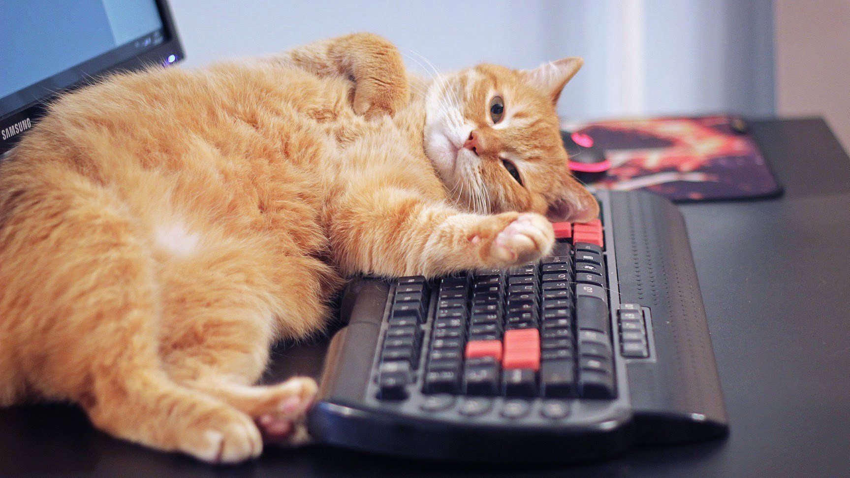 Кошка За Компьютером
