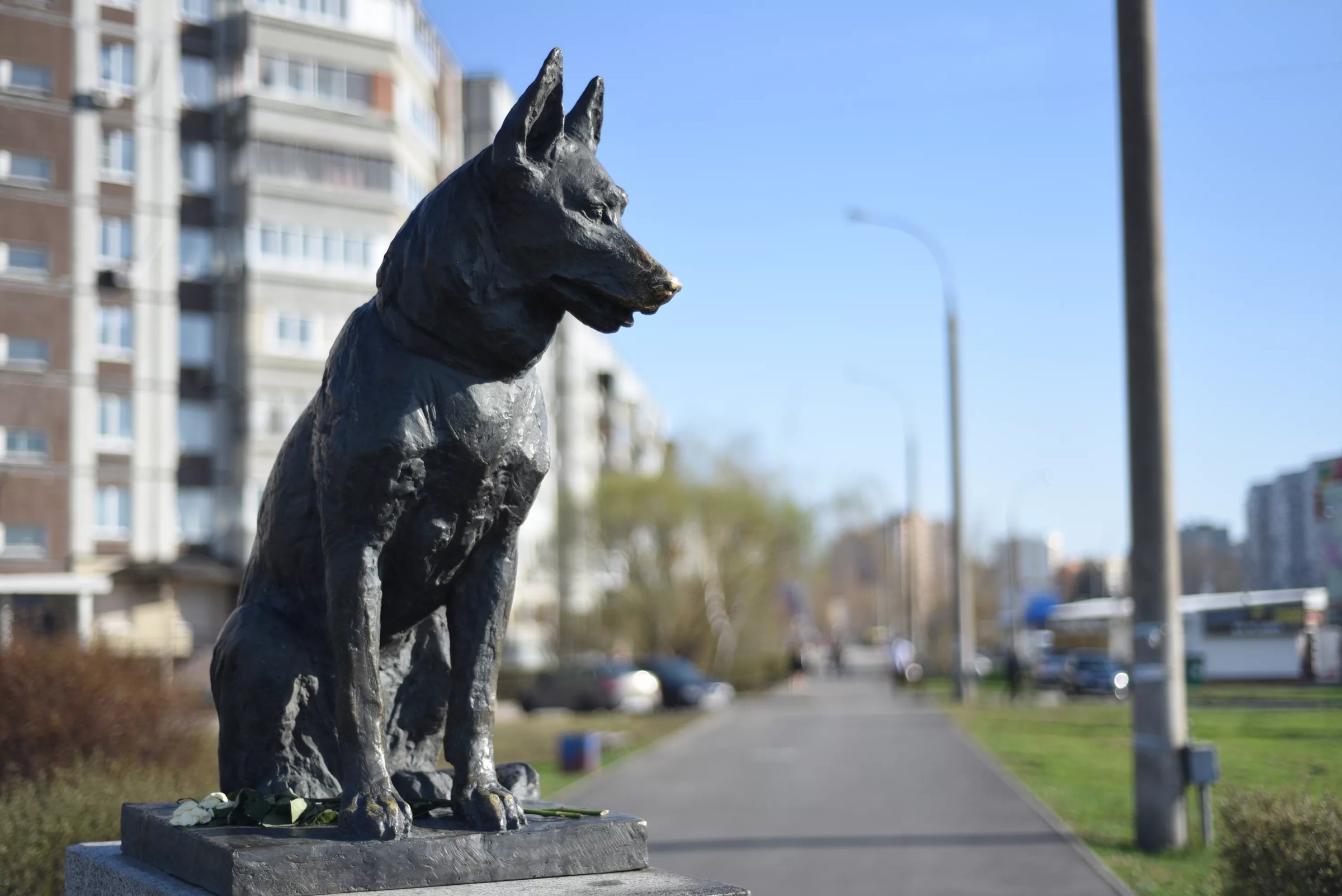 Памятники собаке в городах. Памятник собаке в Тольятти. Памятник преданности Тольятти. Памятник псу в Тольятти. Памятник верность псу в Тольятти.