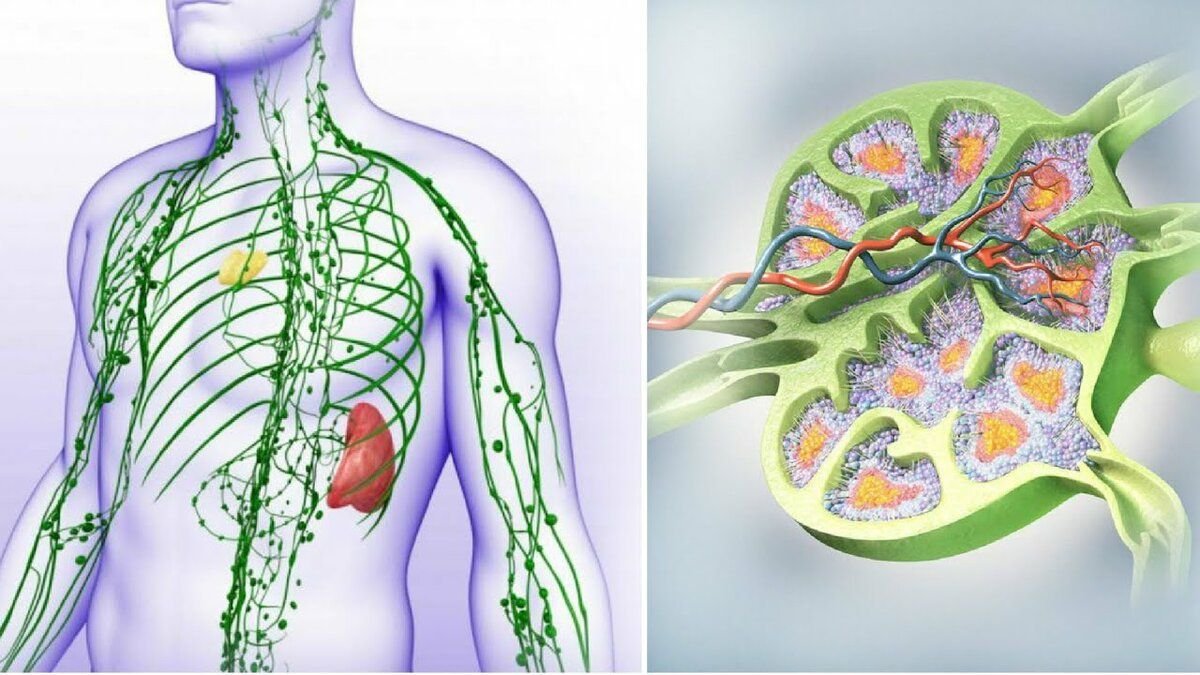 Лимфатической системы рисунок - 86 фото