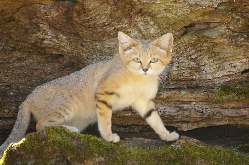 Картинки бархатных котят