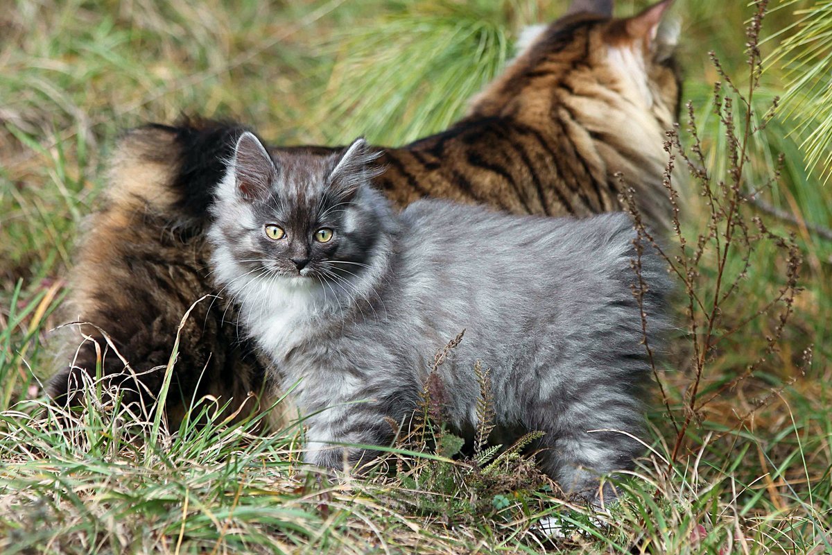 Курильский бобтейл длинношерстный