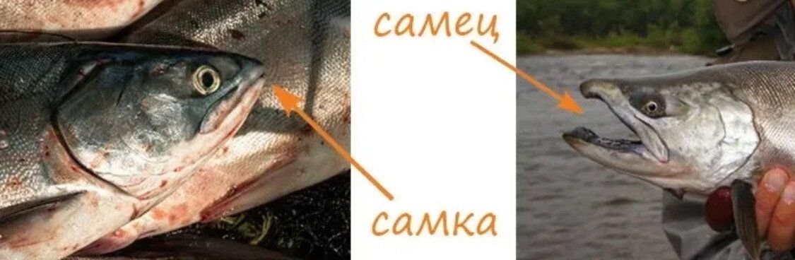 Самка горбуши как отличить от самца. Горбуша отличие самца от самки. Горбуша самец и самка как отличить. Горбуша самка и самец. Рыба горбуша самка и самец отличия.